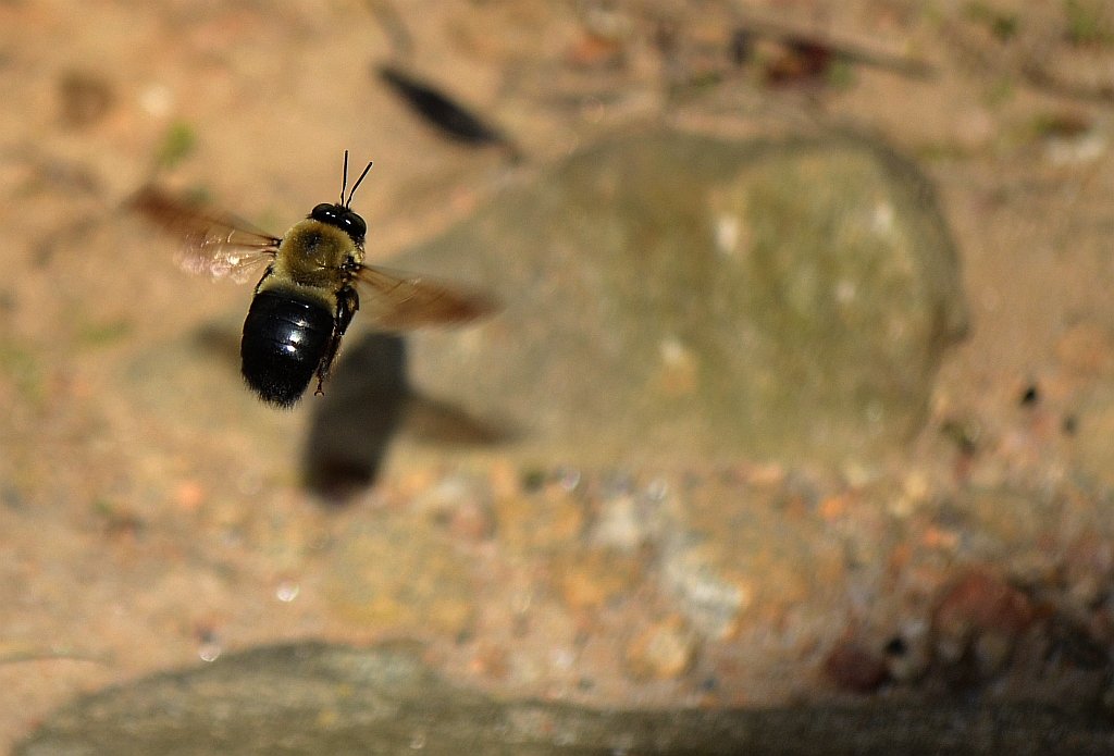 Name:  bee.jpg
Views: 583
Size:  153.5 KB