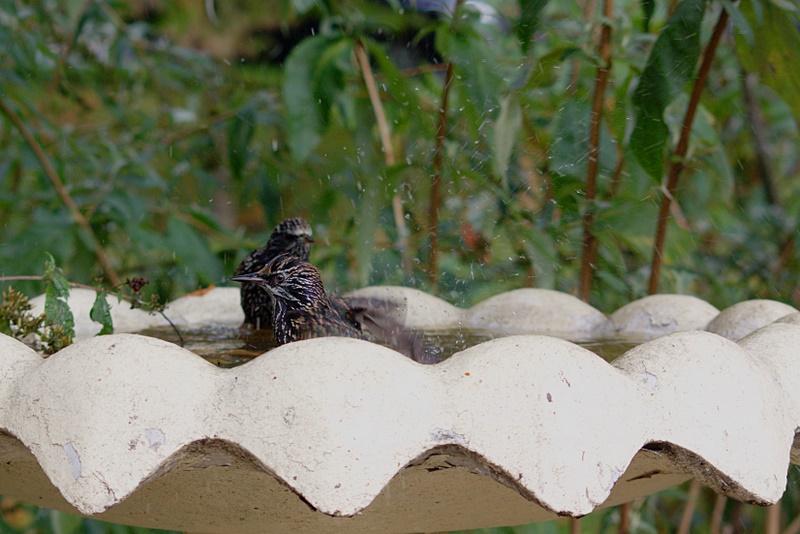 Name:  IMG_5787_edited.jpg
Views: 540
Size:  189.6 KB