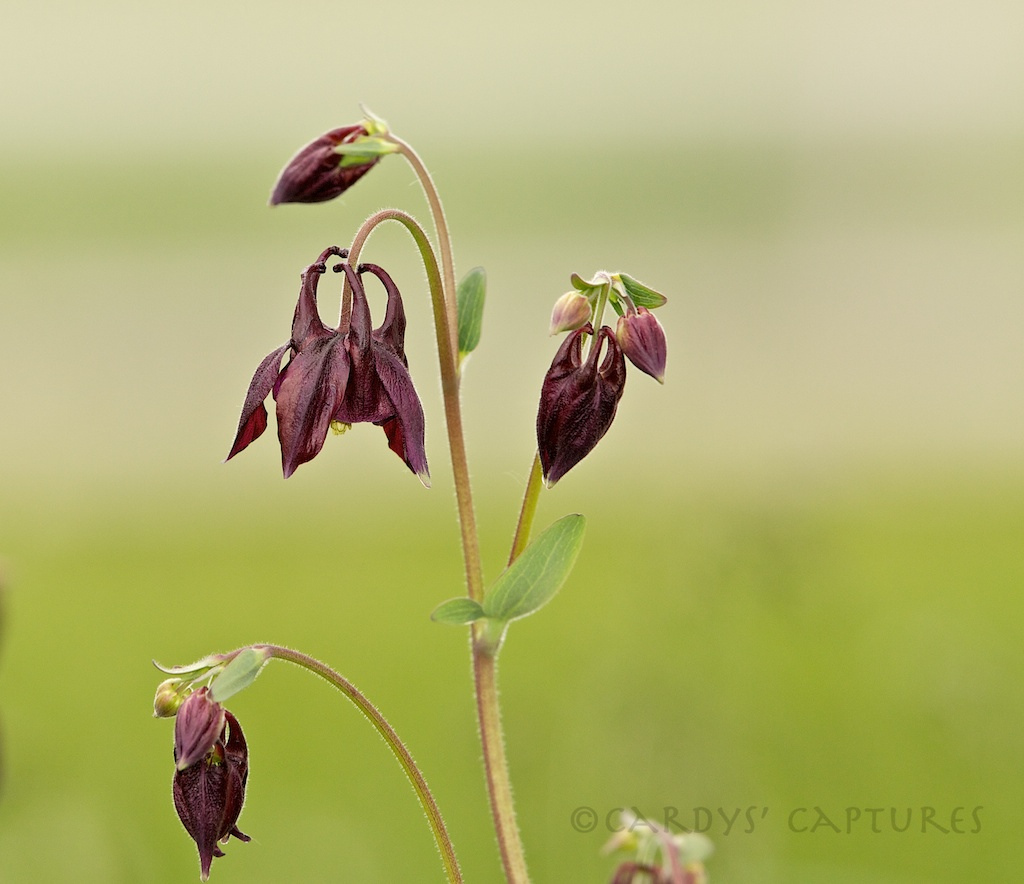 Name:  7339072384_70224cdaef_b.jpg
Views: 884
Size:  226.8 KB