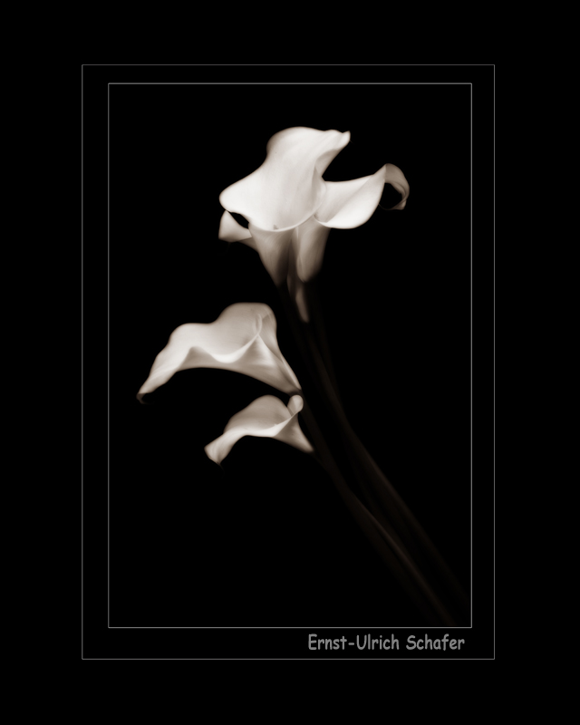 Name:  15555d1341186581-calla-lily-dance-img_4579-bwt-16xframed.jpg
Views: 1380
Size:  96.3 KB