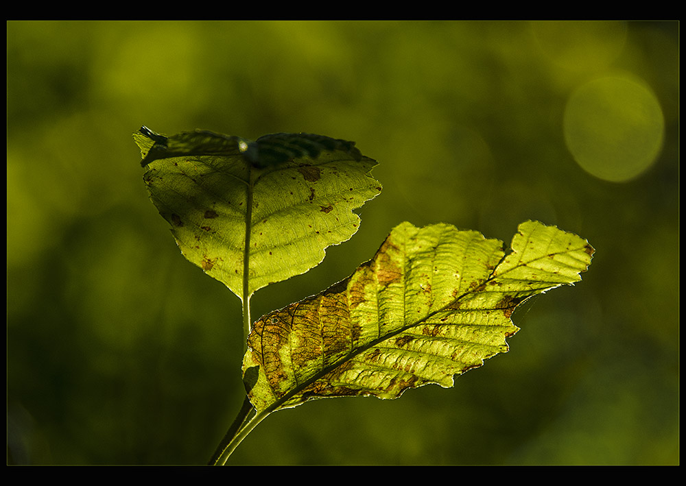 Name:  fading september.jpg
Views: 565
Size:  196.5 KB