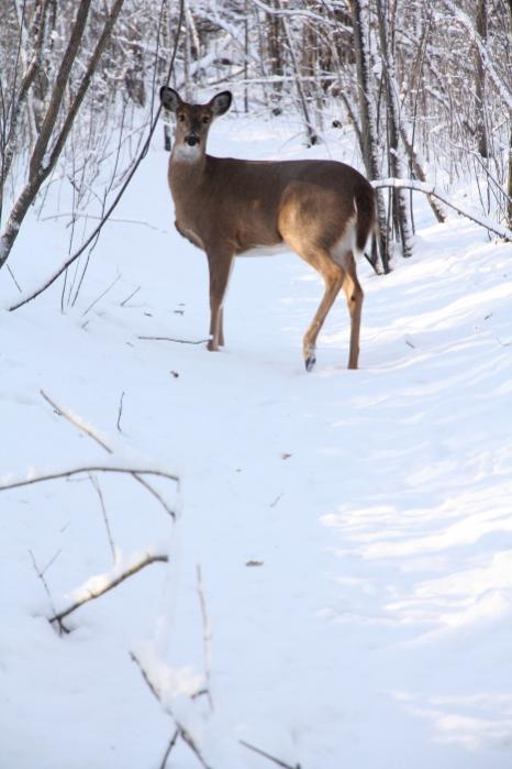 Name:  Deer 3.jpg
Views: 656
Size:  40.6 KB