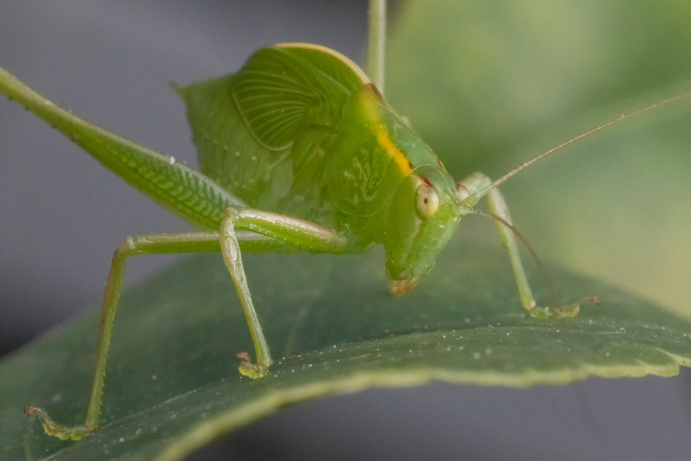 Name:  20180909-1Z4A5370-Edit-2.JPG
Views: 728
Size:  222.5 KB