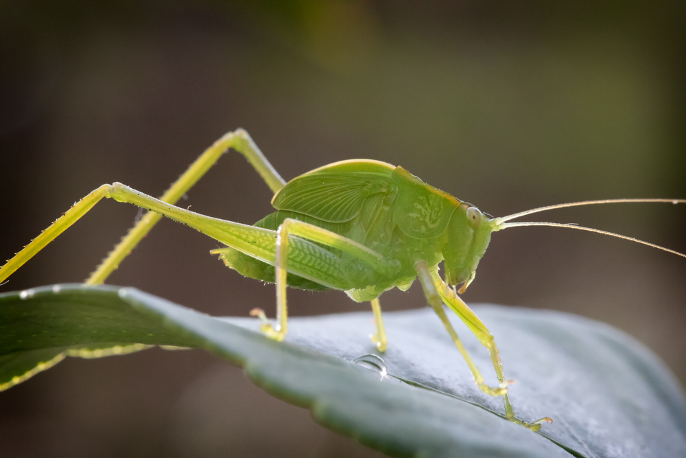 Name:  20180909-1Z4A5389-Edit-2-2.JPG
Views: 740
Size:  207.1 KB