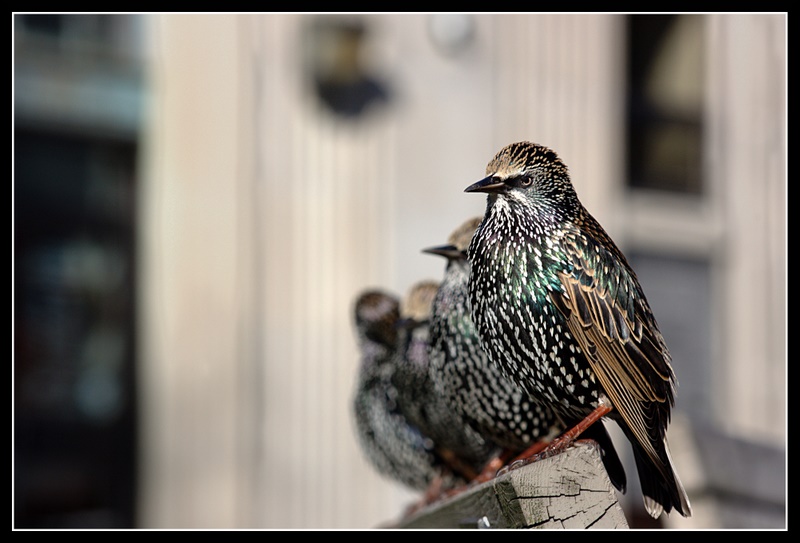 Name:  IMG_3918_edited.jpg
Views: 633
Size:  145.3 KB