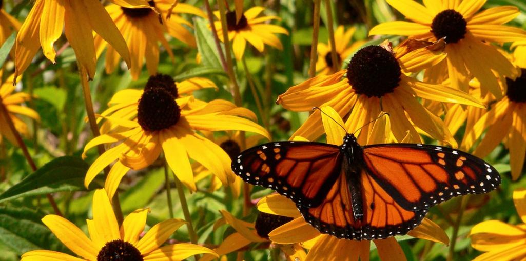 Name:  Monarch.jpg
Views: 327
Size:  89.6 KB