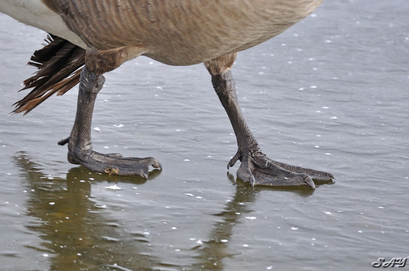 Name:  Feet 2.jpg
Views: 463
Size:  160.1 KB