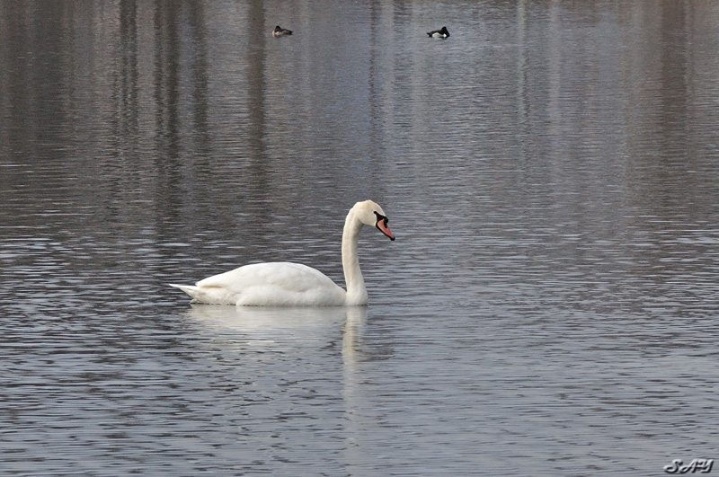 Name:  Swan 8.jpg
Views: 207
Size:  201.8 KB