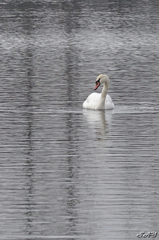 Name:  Swan 6.jpg
Views: 241
Size:  214.4 KB