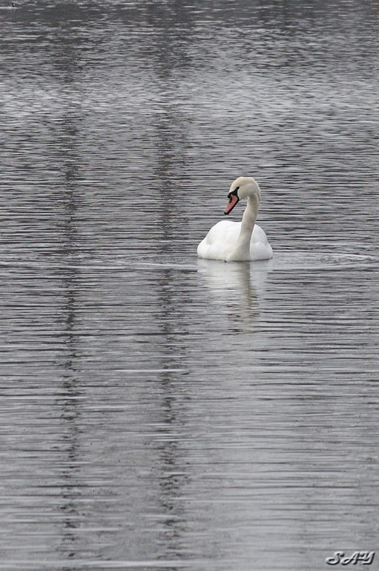 Name:  Swan 6.jpg
Views: 475
Size:  214.4 KB
