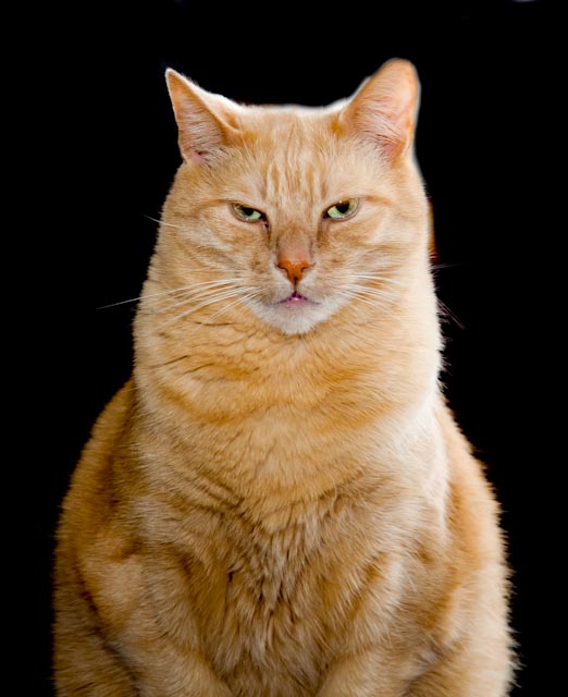 Name:  2011_03_03_1702-Edit.jpg
Views: 486
Size:  73.9 KB