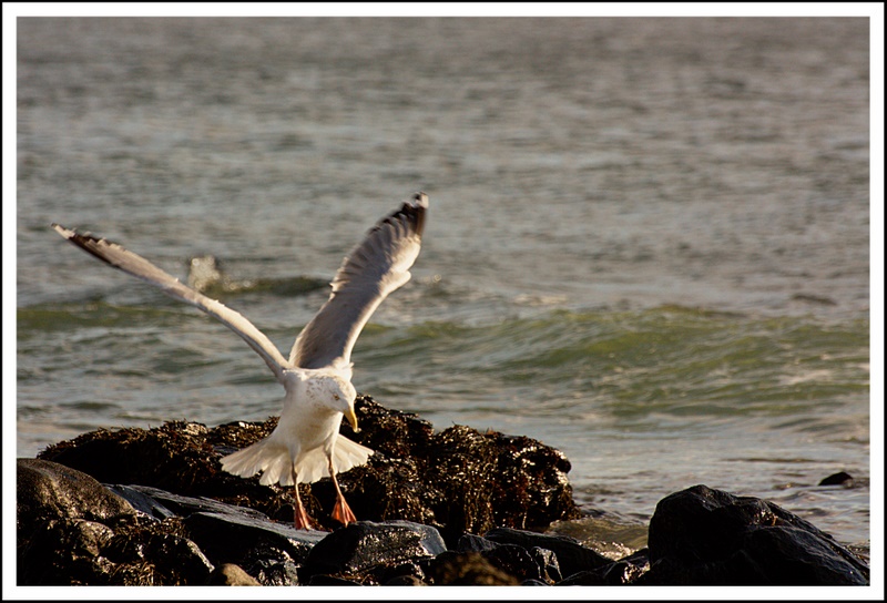 Name:  IMG_6639_edited.jpg
Views: 556
Size:  197.9 KB