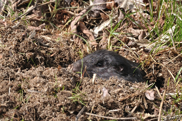 Name:  Gopher 5.jpg
Views: 560
Size:  226.9 KB
