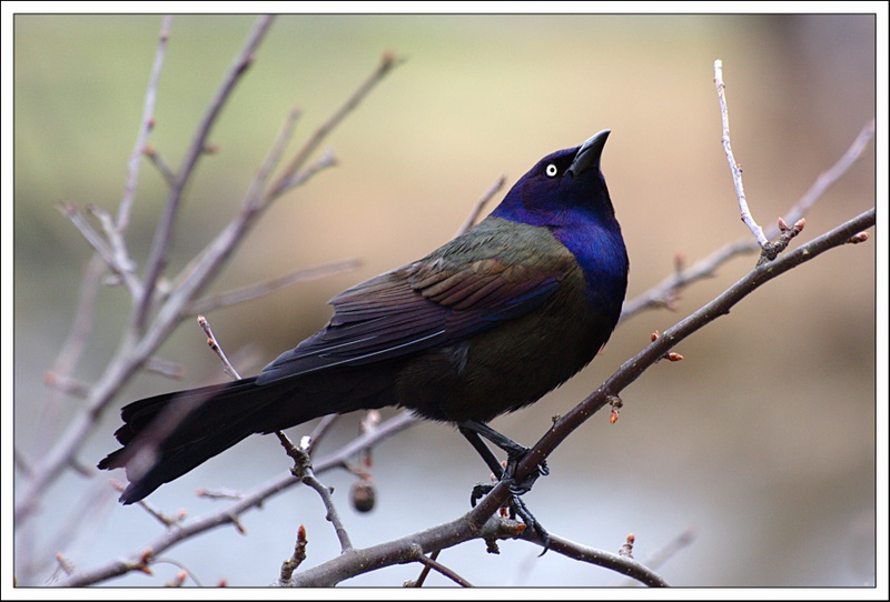 Name:  IMG_7292_edited.jpg
Views: 636
Size:  163.0 KB