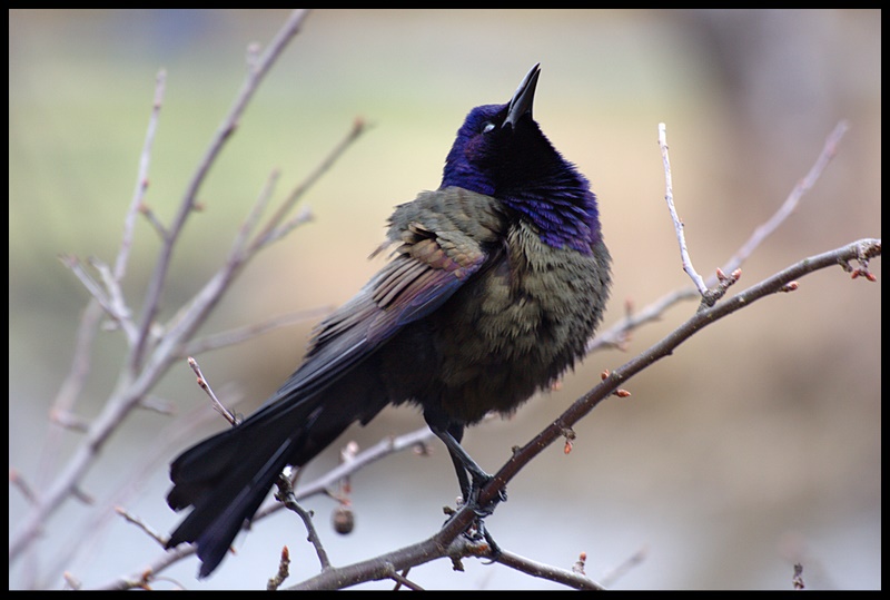 Name:  IMG_7293_edited.jpg
Views: 673
Size:  144.8 KB