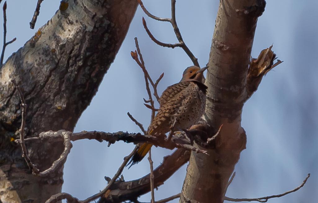 Name:  2011_05_07_1975.jpg
Views: 444
Size:  74.8 KB