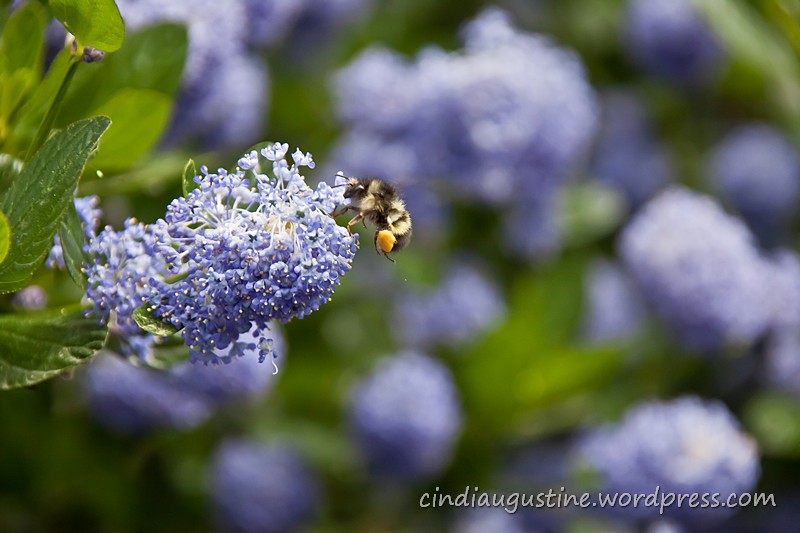 Name:  Bee with blue flower_ sm 10.jpg
Views: 263
Size:  107.0 KB