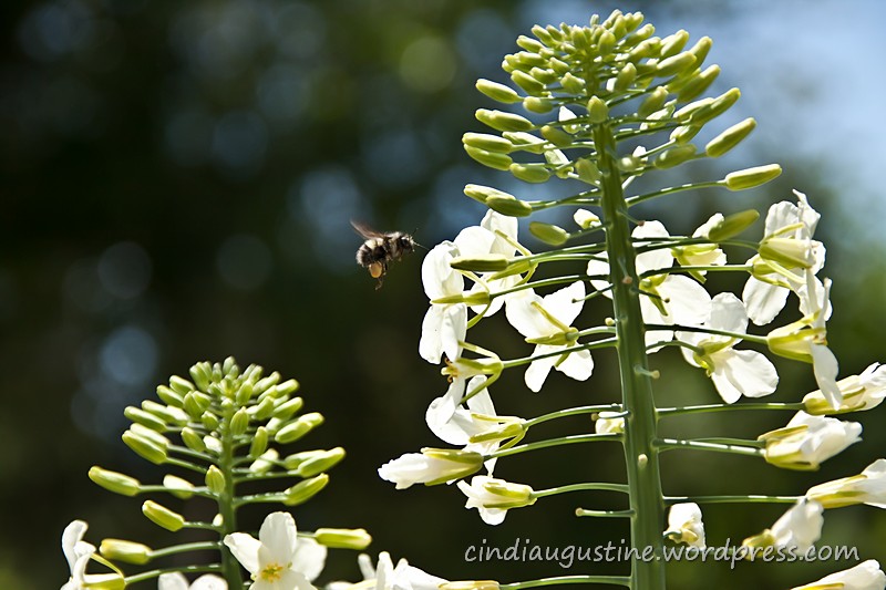 Name:  Bee with white flower_ sm 5.jpg
Views: 198
Size:  142.4 KB