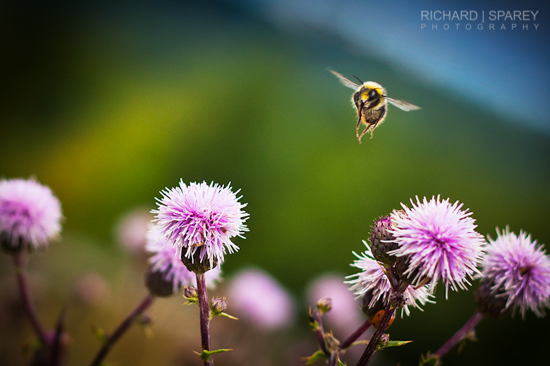 Name:  IMG_2048-Edit.jpg
Views: 395
Size:  141.5 KB