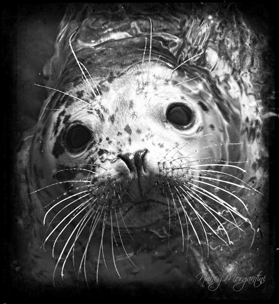 Name:  Seal Pup.jpg
Views: 363
Size:  149.8 KB