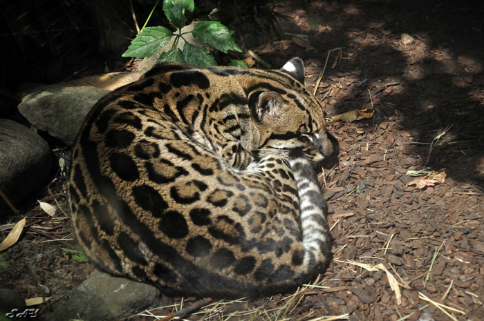 Name:  Ocelot 1.jpg
Views: 190
Size:  202.0 KB