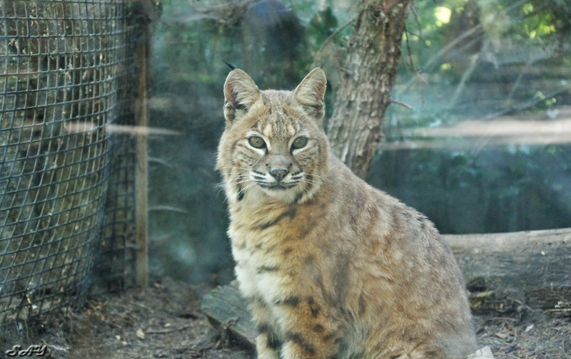 Name:  Bobcat 2.jpg
Views: 384
Size:  199.1 KB