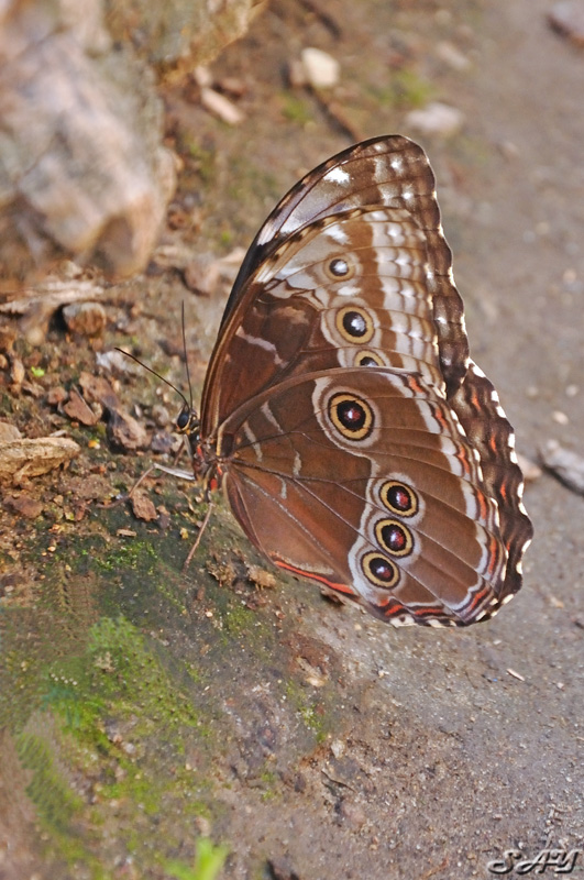 Name:  Butterfly 4.jpg
Views: 175
Size:  221.0 KB