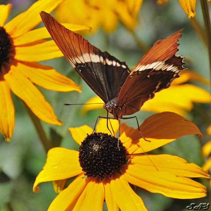 Name:  Butterfly 10.jpg
Views: 361
Size:  210.0 KB