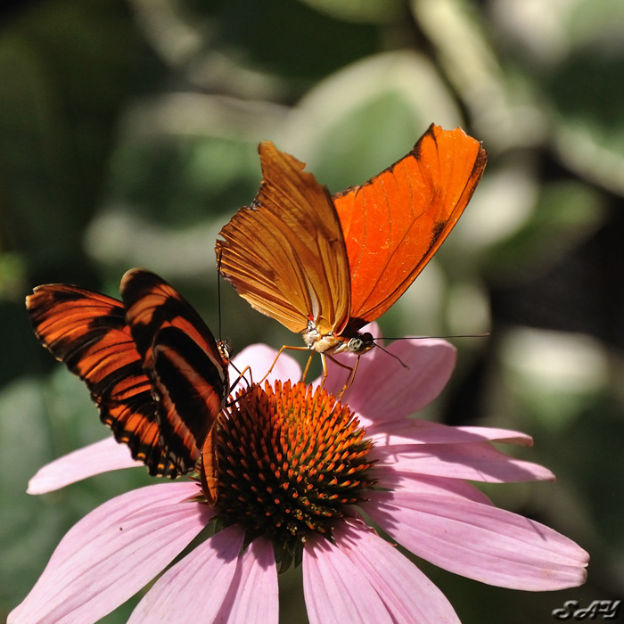 Name:  Butterfly 9.jpg
Views: 356
Size:  200.8 KB
