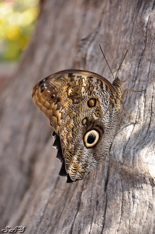 Name:  Butterfly 5.jpg
Views: 360
Size:  201.5 KB