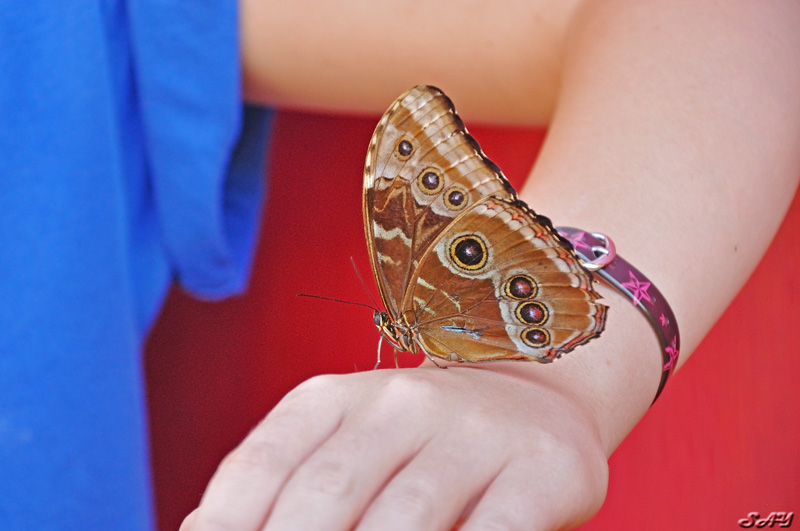 Name:  Butterfly 11.jpg
Views: 176
Size:  136.7 KB