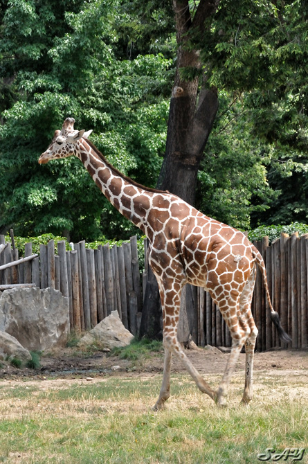 Name:  Giraffe 2.jpg
Views: 363
Size:  231.6 KB