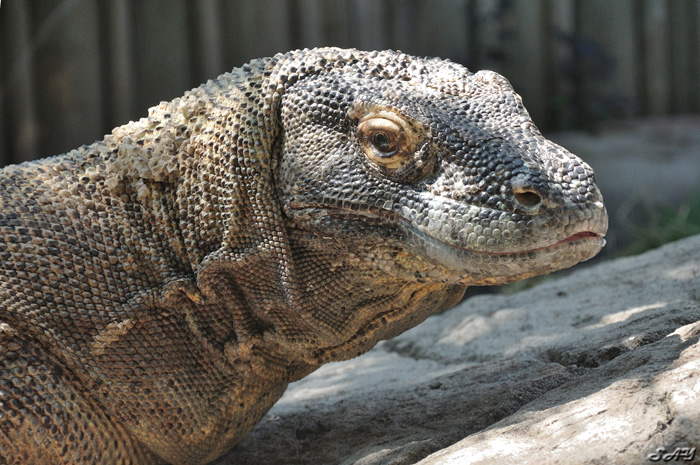 Name:  Komodo Dragon 4.jpg
Views: 170
Size:  207.2 KB