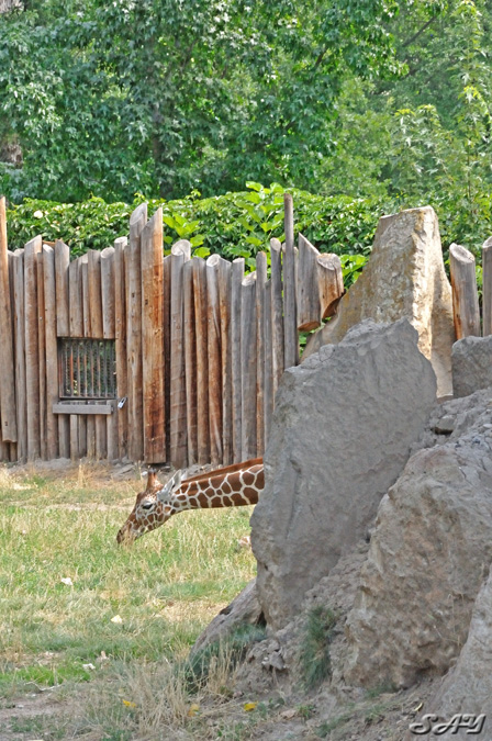 Name:  Giraffe 3.jpg
Views: 359
Size:  220.3 KB