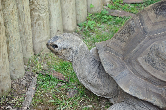 Name:  Tortoise 1.jpg
Views: 170
Size:  201.0 KB