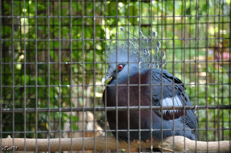 Name:  Pigeon 1.jpg
Views: 359
Size:  215.2 KB