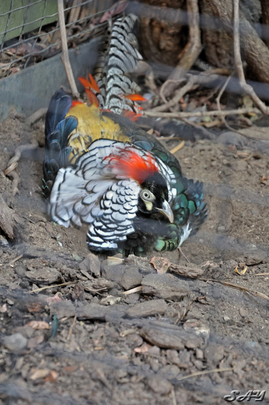 Name:  Pheasant 1.jpg
Views: 351
Size:  214.5 KB