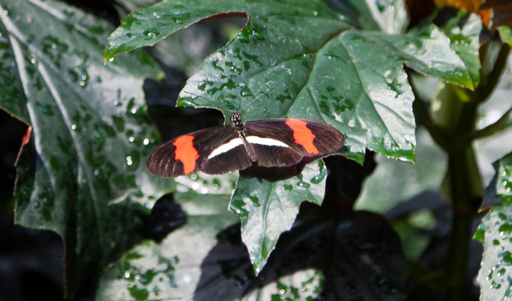 Name:  2011_09_13_2599.jpg
Views: 355
Size:  78.0 KB