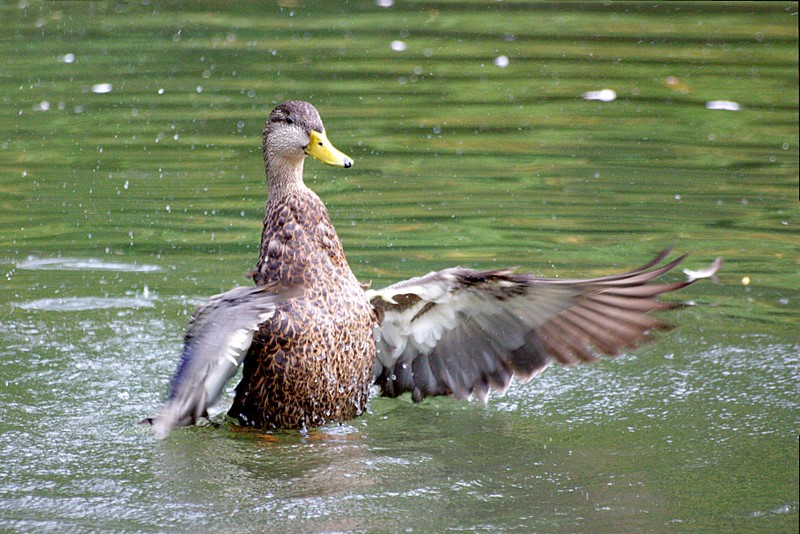 Name:  IMG_3836_edited.jpg
Views: 467
Size:  194.9 KB
