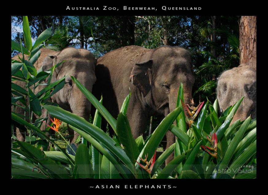 Name:  la-09-200-elephant.jpg
Views: 211
Size:  95.1 KB