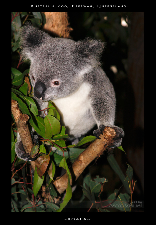 Name:  la-09-123-koala.jpg
Views: 201
Size:  205.8 KB