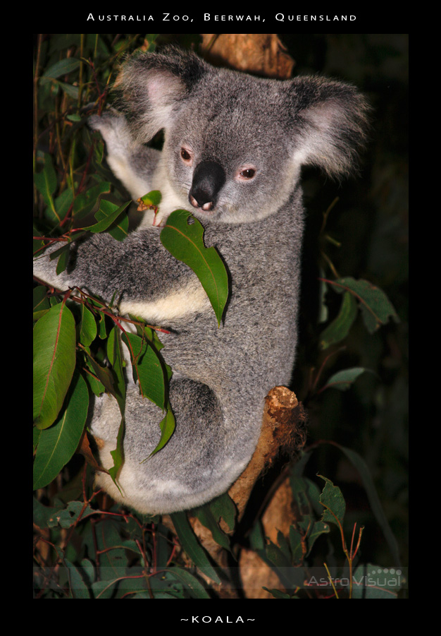 Name:  la-09-133-koala.jpg
Views: 196
Size:  216.4 KB