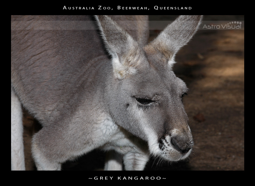 Name:  la-09-143-roo.jpg
Views: 396
Size:  186.5 KB