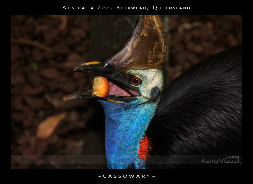 Name:  la-09-120-cassowary.jpg
Views: 189
Size:  159.4 KB