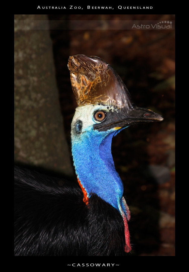 Name:  la-09-118-cassowary.jpg
Views: 394
Size:  159.6 KB
