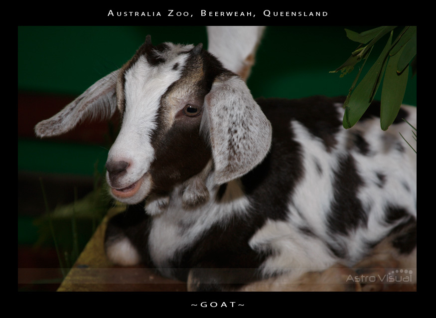 Name:  la-09-135-goat.jpg
Views: 200
Size:  136.5 KB