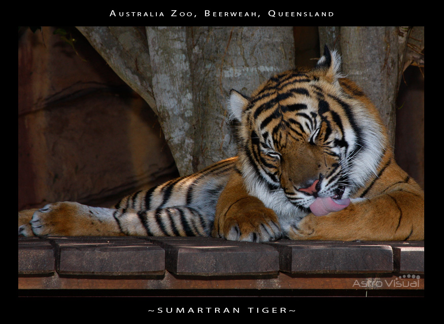 Name:  la-09-163-tiger.jpg
Views: 196
Size:  214.7 KB