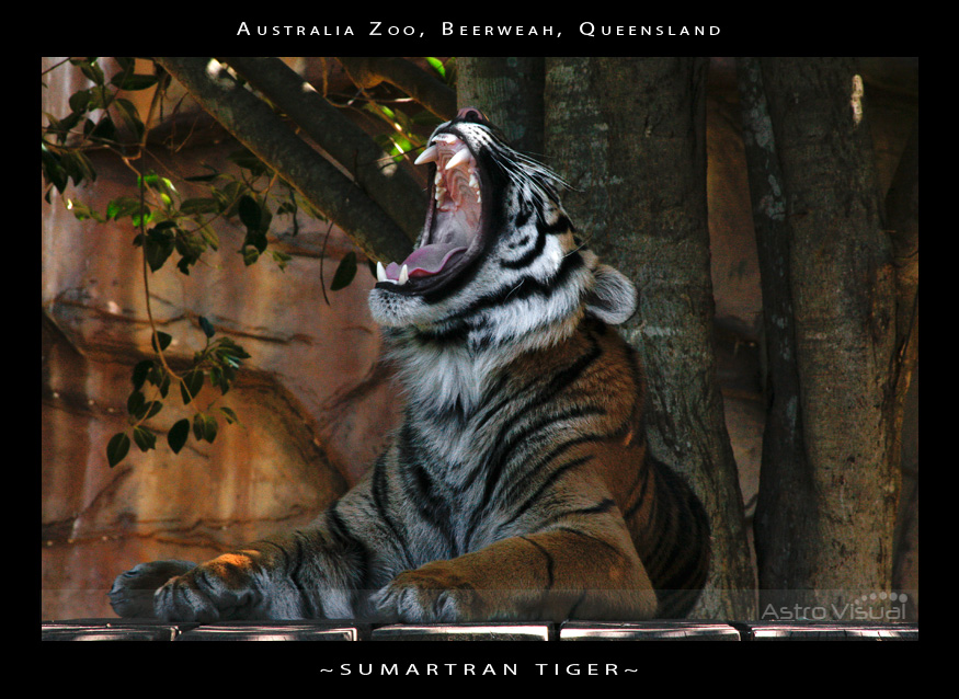 Name:  la-09-157-tiger.jpg
Views: 193
Size:  241.0 KB