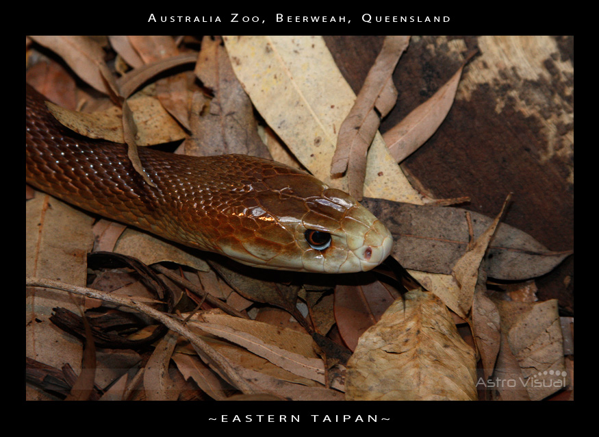 Name:  la-09-178-taipan.jpg
Views: 201
Size:  228.8 KB