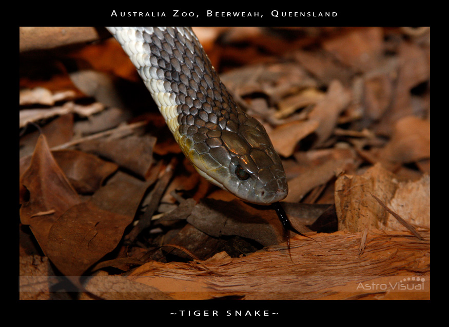 Name:  la-09-188-tigersnake.jpg
Views: 186
Size:  197.4 KB